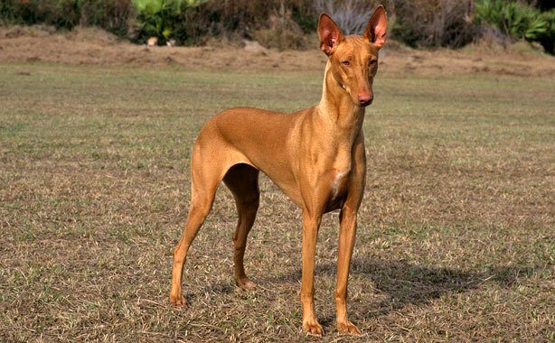 dünyanın en pahalı köpekleri neye benziyor