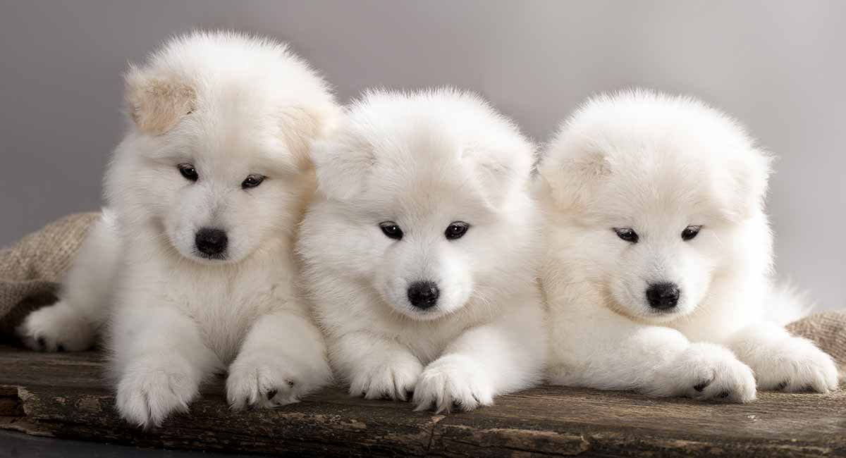 sevgili samoyed köpeğim