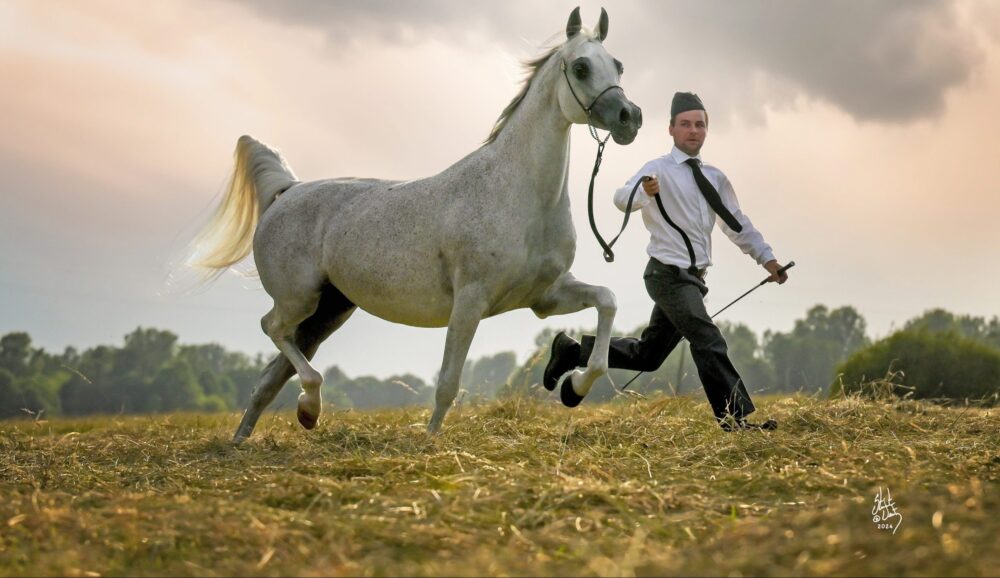 Arap Atı Yetiştiriciliği