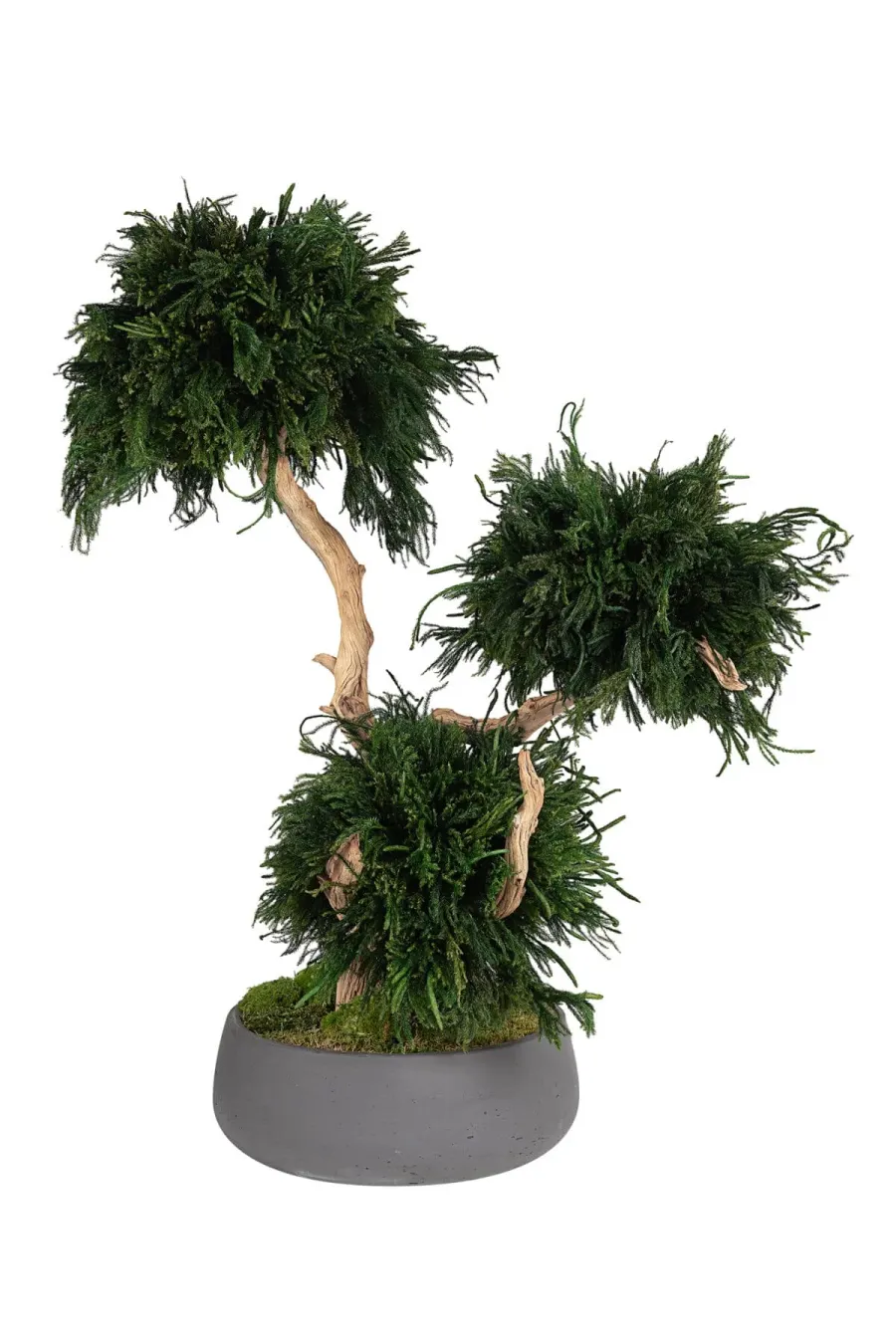 Bitki Stabilizasyonu Nedir