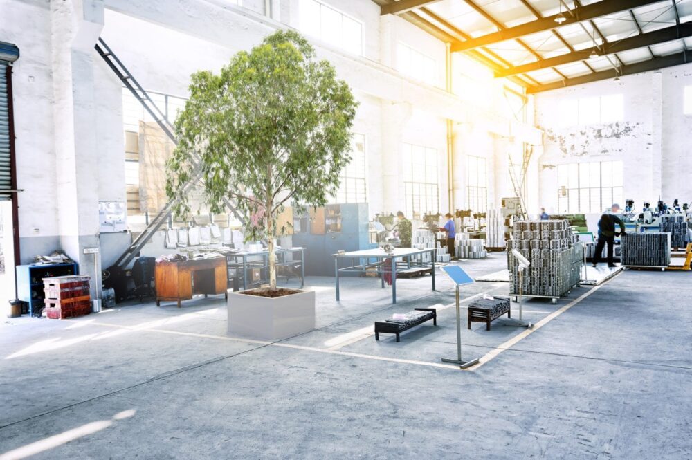 Bitkiler Nasıl Sabitlenir