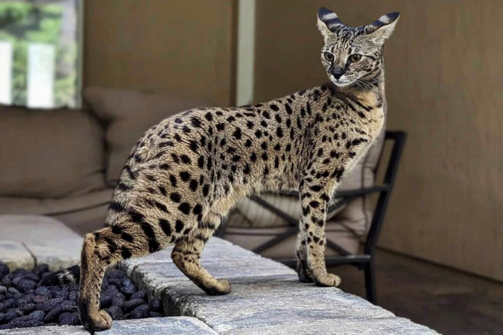 Jaki Jest Najdrozszy Kot