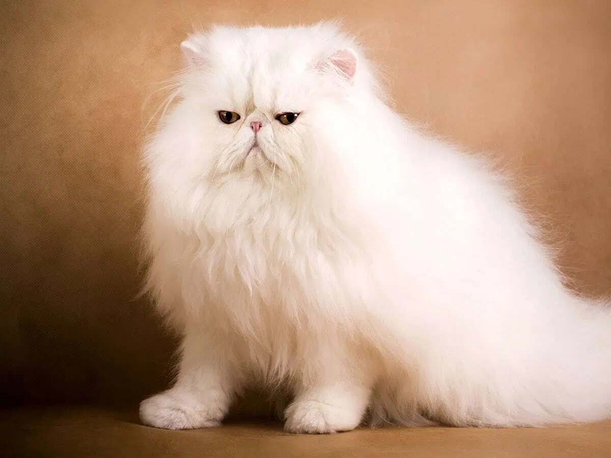 Ile Kosztuje Najdrozszy Kot Blog