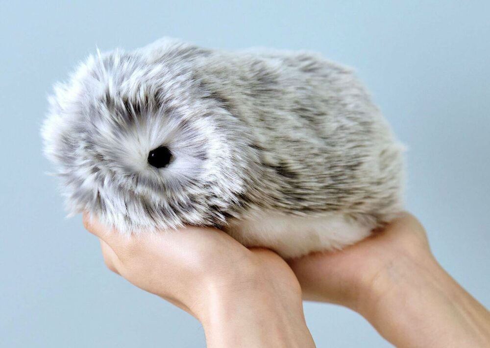 Moflin Polonya'da Satın Alınabilir mi