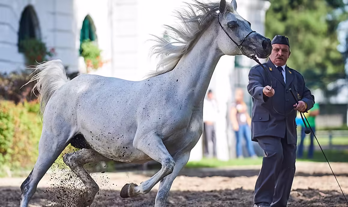 Polonya’daki Ünlü Arap Atı Haraları