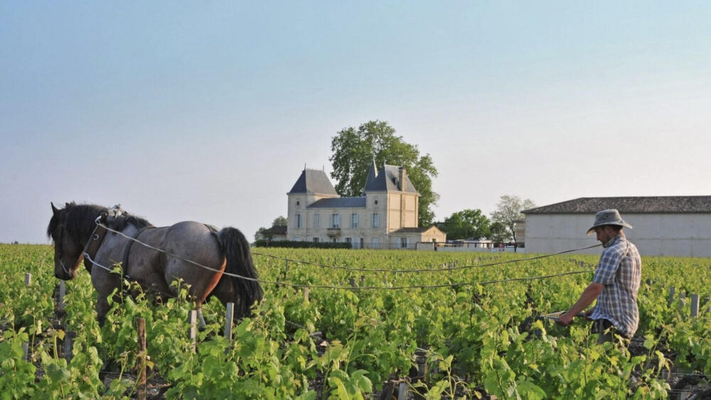 Chateau Margaux Şarabı Fiyatı
