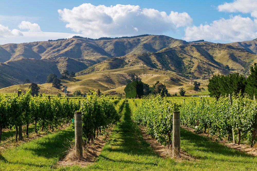 Marlborough Bölgesi Şarap Üreticileri